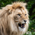 Afrikanischer Löwe