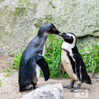 Pinguine