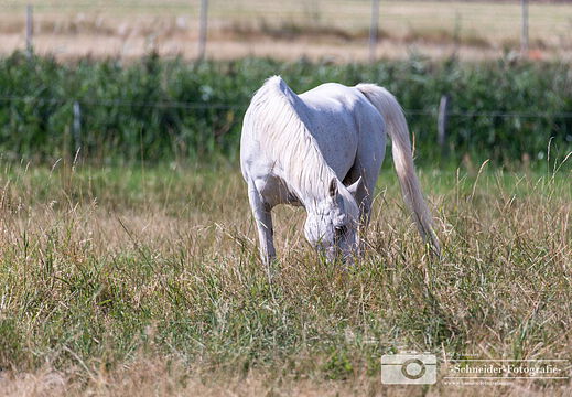 Wildpferd