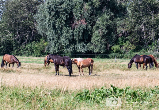 Wildpferde