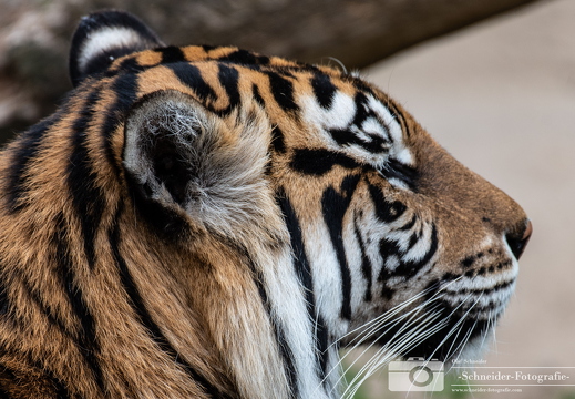 Sumatra-Tiger