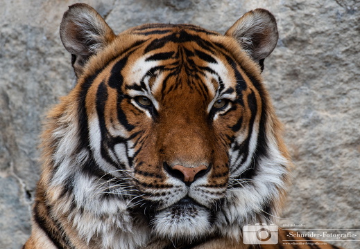Sumatra-Tiger