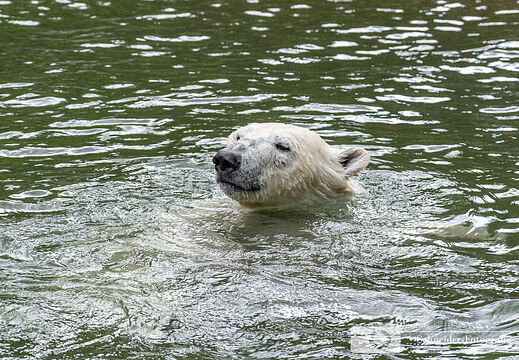 Eisbären