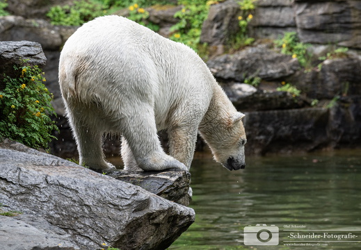 Eisbären