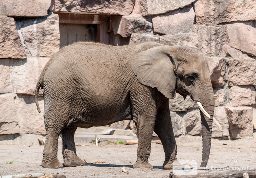 Afrikanische Elefant