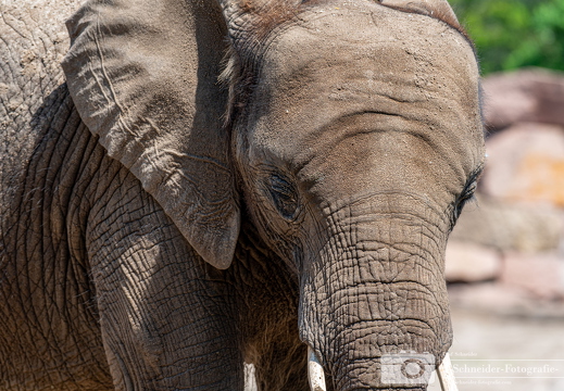 Afrikanische Elefant