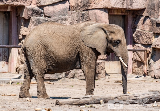 Afrikanische Elefant