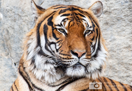 Sumatra-Tiger