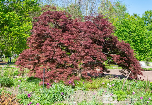 Britzer Garten