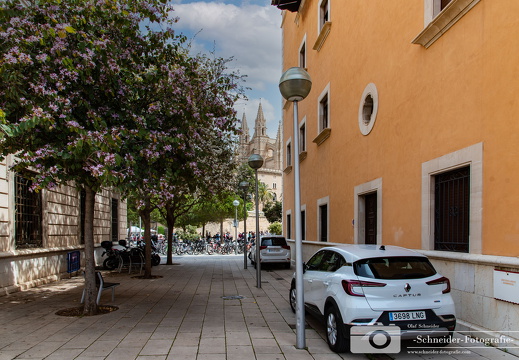 Palma