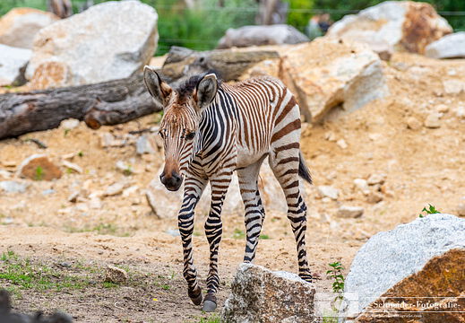 Bergzebra