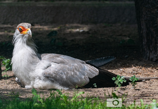 Sekretär (Vogel)