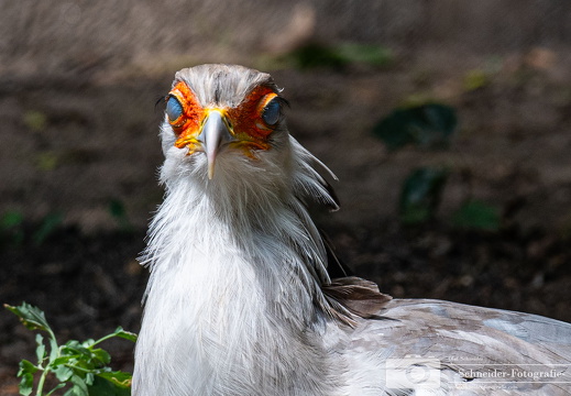 Sekretär (Vogel)