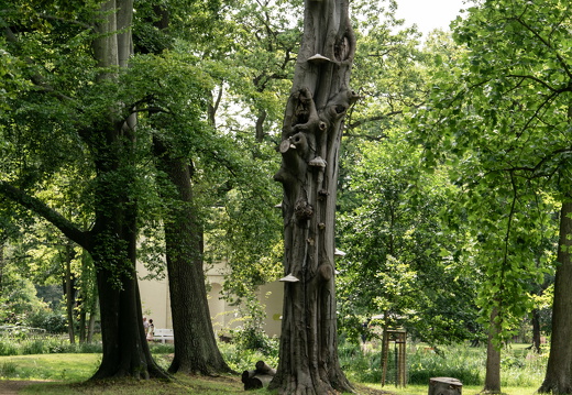Lübbenau (Spreewald)