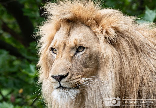 Afrikanischer Löwe