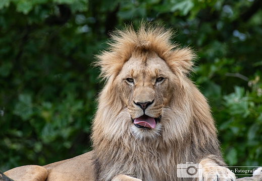 Afrikanischer Löwe