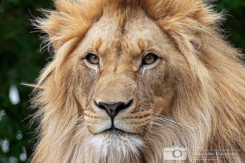 Afrikanischer Löwe