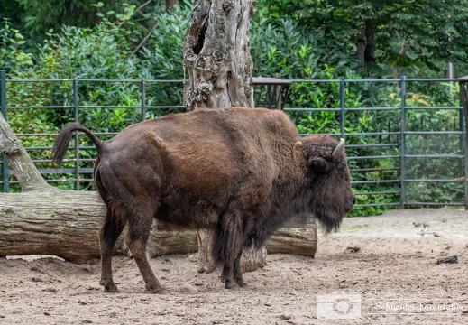 Wisent