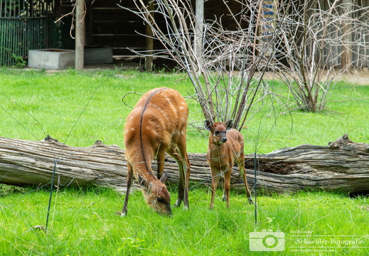 Nyala / Antilope