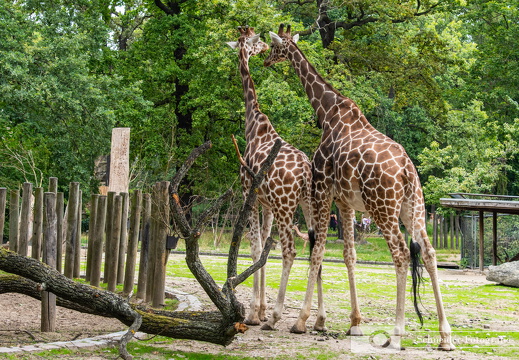 Rothschildgiraffen