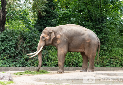 Asiatischer Elefant