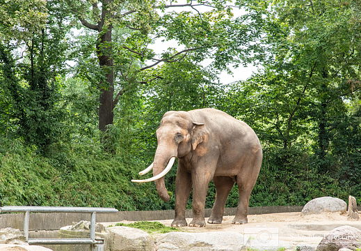Asiatischer Elefant
