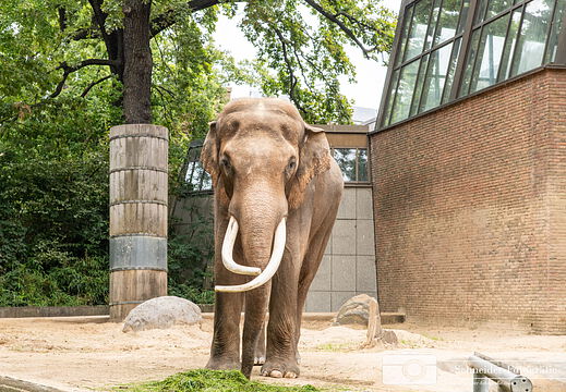 Asiatischer Elefant