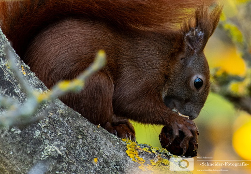 Eichhörnchen