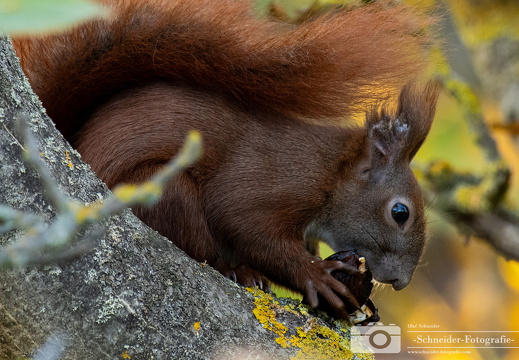 Eichhörnchen