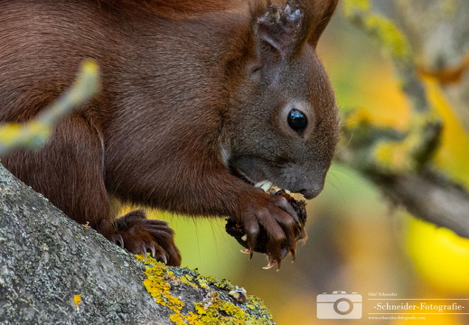 Eichhörnchen