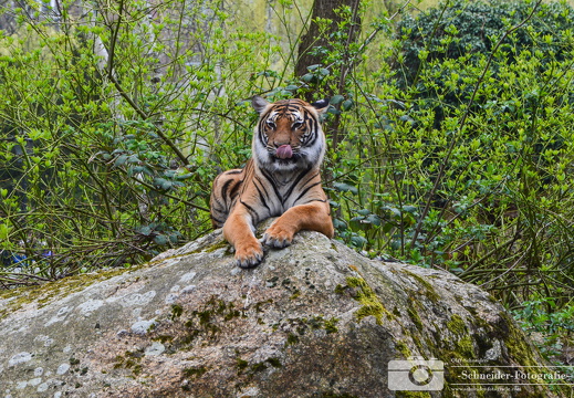 Sumatra-Tiger