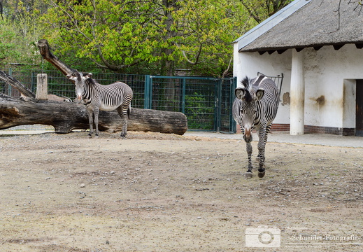 Grevyzebra