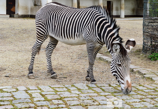 Grevyzebra