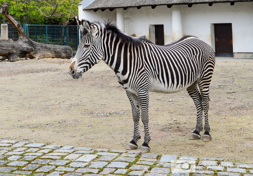 Grevyzebra
