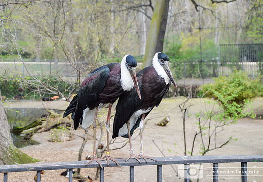 Asien-Wollhalsstorch