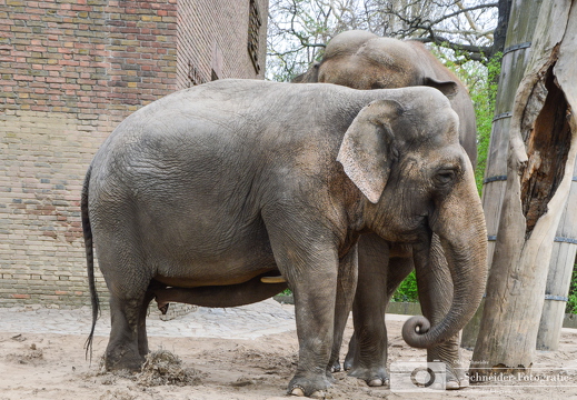Asiatischer Elefant
