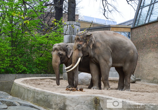 Asiatischer Elefant