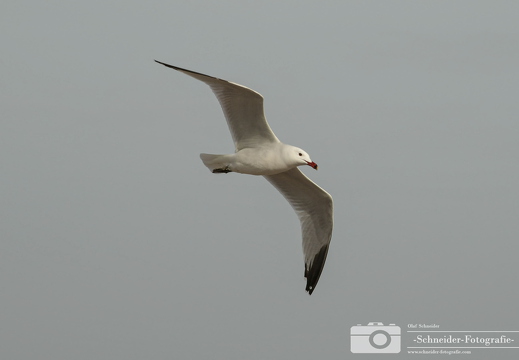 Möwe