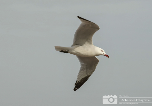 Möwe