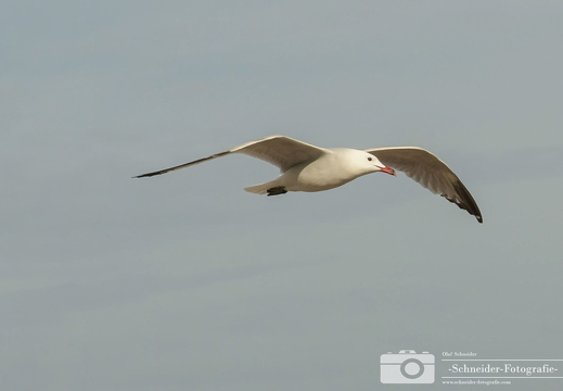 Möwe
