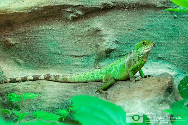 grüner Leguan