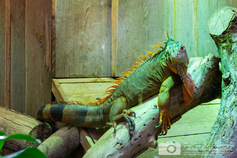 grüner Leguan