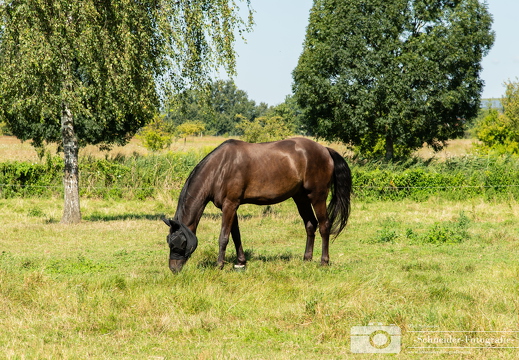 Reitpferd