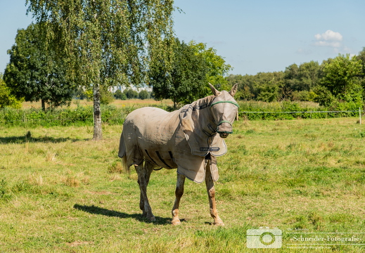 Reitpferd