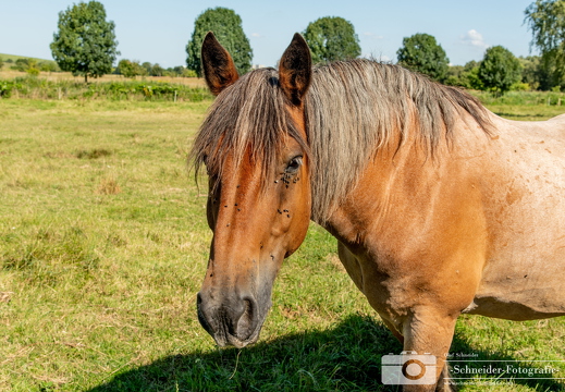 Reitpferd
