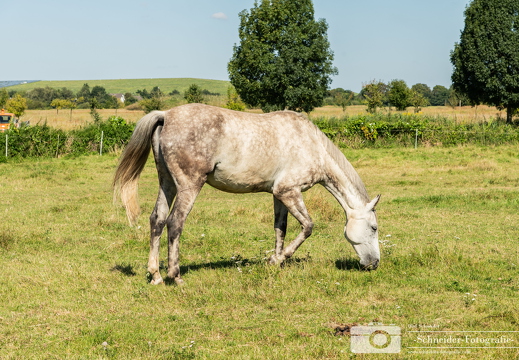 Reitpferd
