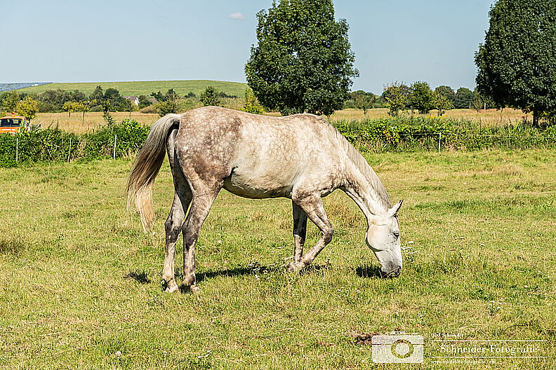 Reitpferd