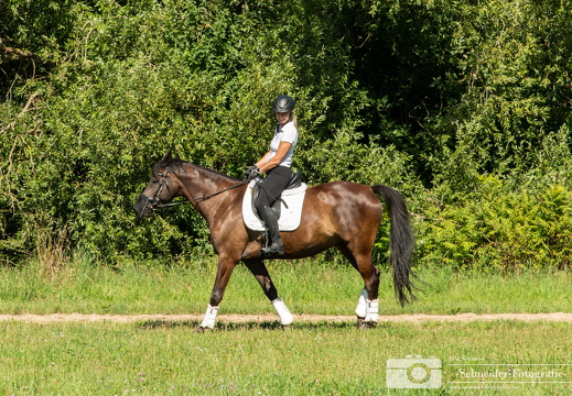 Reitpferd