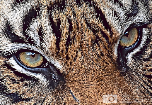 Sumatra-Tiger