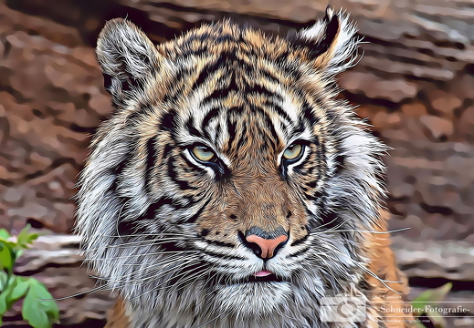 Sumatra-Tiger